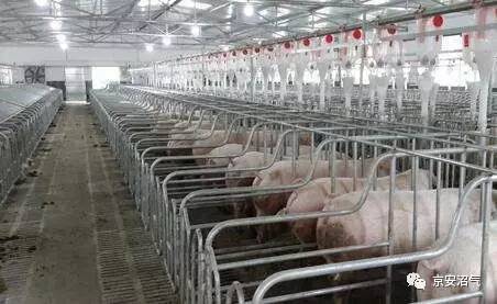 从猪舍细节优化，提升养殖场经济效益