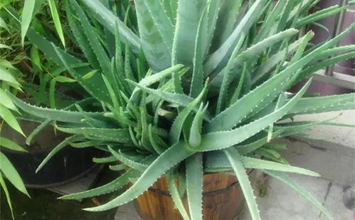 芦荟头种植，如何让它在土壤中扎根