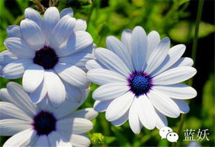 如何区分非洲菊和蓝目菊？三步避坑指南助你省30%养护费？