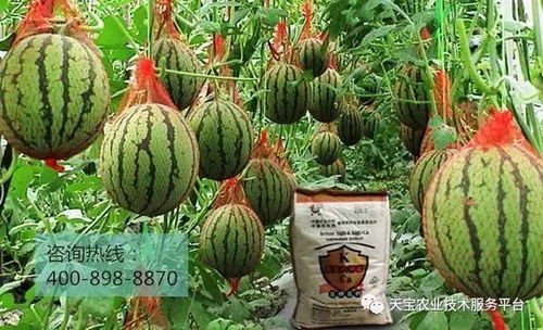 那有没有什么别的法子不用丙环唑呢？