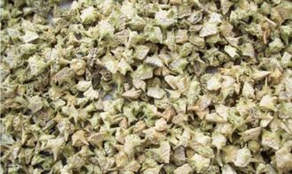 蒺藜一亩地产量多少斤，需了解其生长周期、种植密度及品种特性
