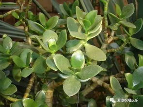 结香：坚韧的生命力