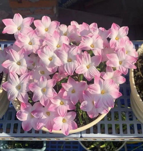 五彩苏花后怎么处理？如何养护才能
绽放