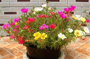 太阳花、 午时花