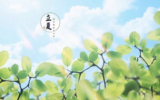 探寻自然之美：草木有灵的环保创意摄影之旅