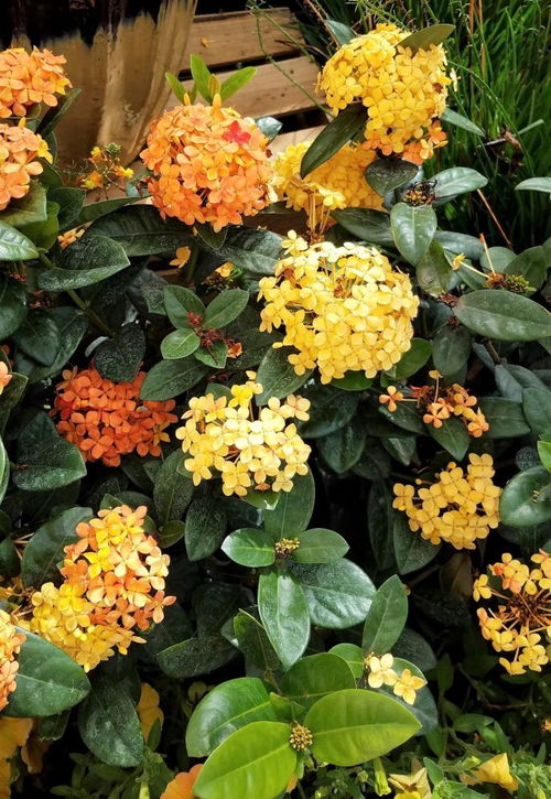 龙船花， 夏日40度高温也嫩生长得彳艮好