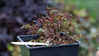 月季叶片清理，别让病虫害有机可乘