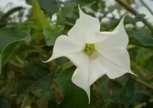 三色堇花，神秘传说中拥有三重花语的神奇花卉