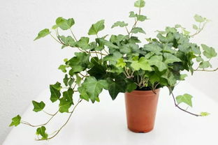 最旺宅植物养什么？让家更富贵