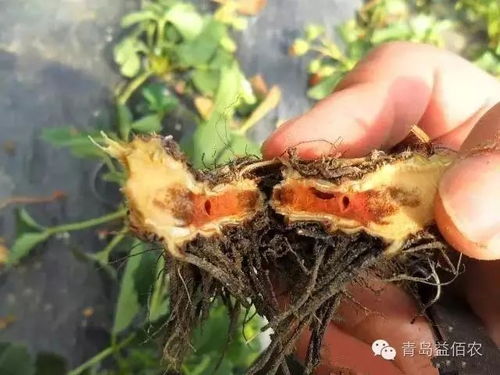 病株处理