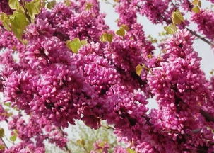 紫荆花的阳光与土壤