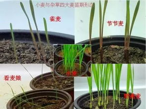 氟唑磺隆或炔草酯， 你选哪个