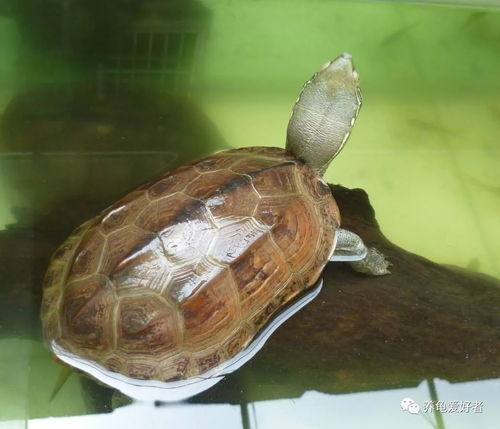 巴西龟冬眠期间需注意温度、湿度及通风