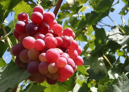 选择葡萄苗， 就是选择美好未来