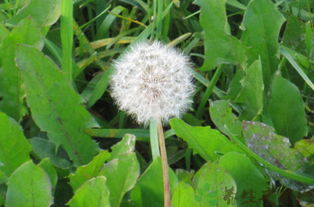 蒲公英叶子翠绿，花朵金黄