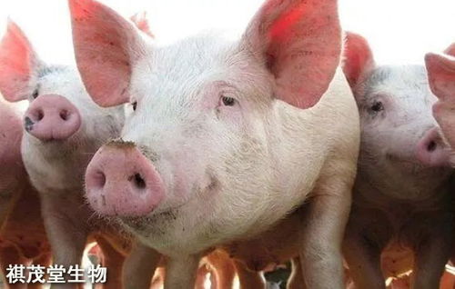 母猪产房光照影响猪繁殖性能与生长