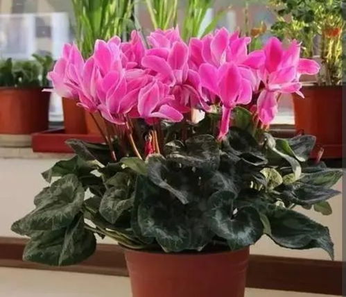 仙客来图片种植，如何让花朵更艳丽