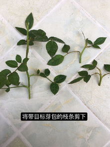 月季枝条为何能嫁接石榴？
