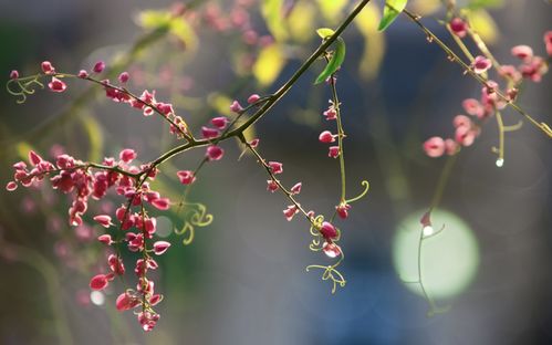 腊梅、红枫，各有寓意