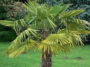 松树冬不落叶的原因