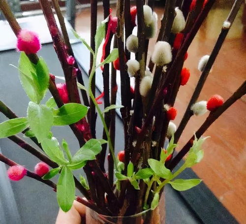 养完银柳花，剪枝泡水