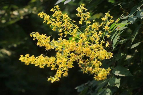 黄金栾树种植繁殖技术解析