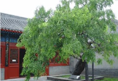 门前种什么树好？农村小院最常种的几种树有哪些