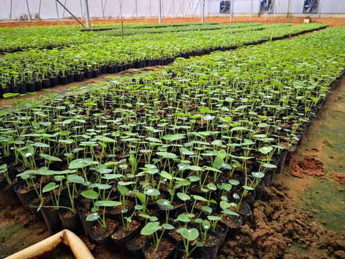 邻居刘姨的五叶藤经历