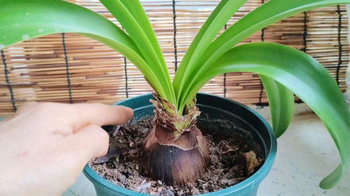 朱顶红冬天如何安全过冬？
