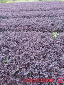 红花继木：南方的绿色明珠