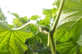 2. 合理施肥， 增强抗病力