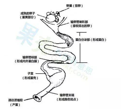 青年鸡输卵管堵塞成因探究