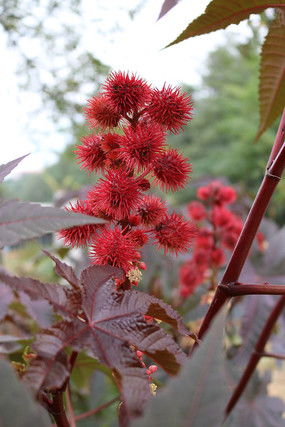 红蓖麻对温度的要求