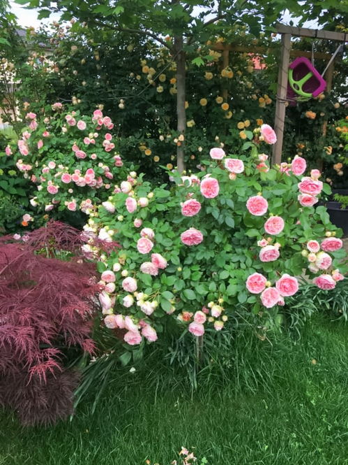 浪漫索菲亚月季的花期是多久？