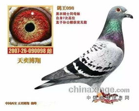 肉用种鸽选购：关注品种、体型、繁殖能力