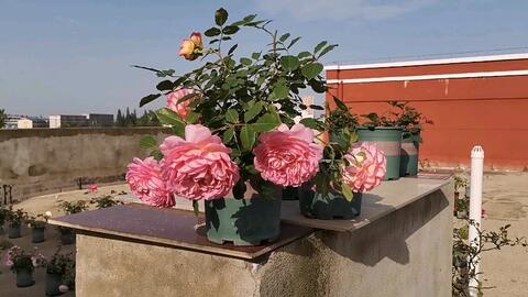 银禧庆典月季：美丽又香气的花，北方种植可行吗？