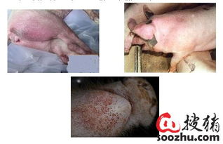 如何从症状识别到用药方案，全面防控生猪附红细胞体病？