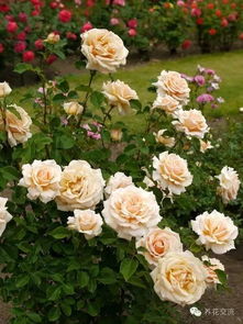 月季种子播种技巧