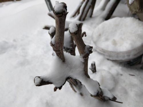 栽树小秘诀：五个要点让你栽一棵活一棵