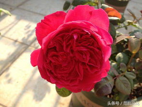 月季花儿粉粉的，庭院种它可好？