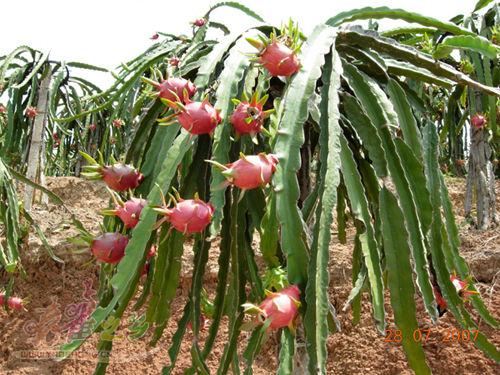 火龙果溃疡病的防治探讨