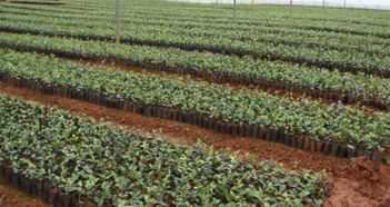 油茶最佳播种时间是什么季节？种植油茶的最佳时期是何时