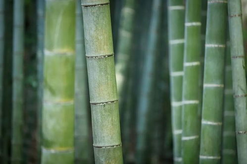 揭秘竹子种植秘诀：如何培育优质竹子种子？