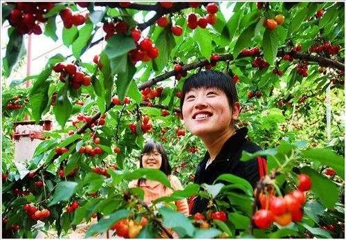 替代丙环唑的方法