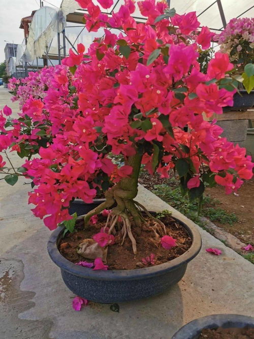 4. 三角梅：阳光下的美丽舞者