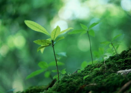 叶子颜色与生长