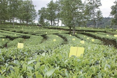 揭秘祁阳茶油：如何在家种植高品质茶叶？