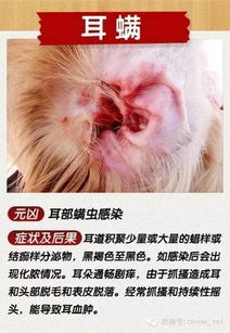 三浦百草阿维菌素：狗狗皮肤病治疗的神奇药物？