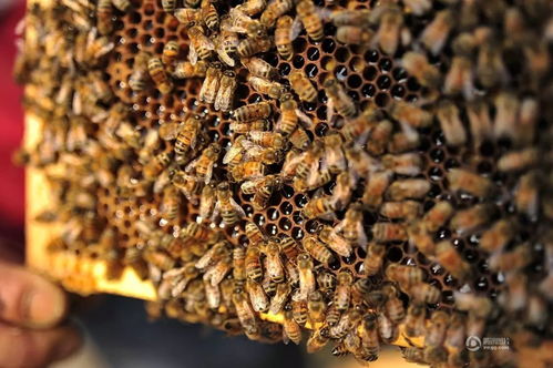 生石灰，是个啥用？