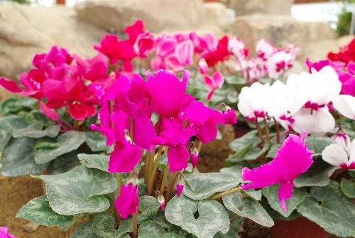 （亲测晒不死干不死的品种）